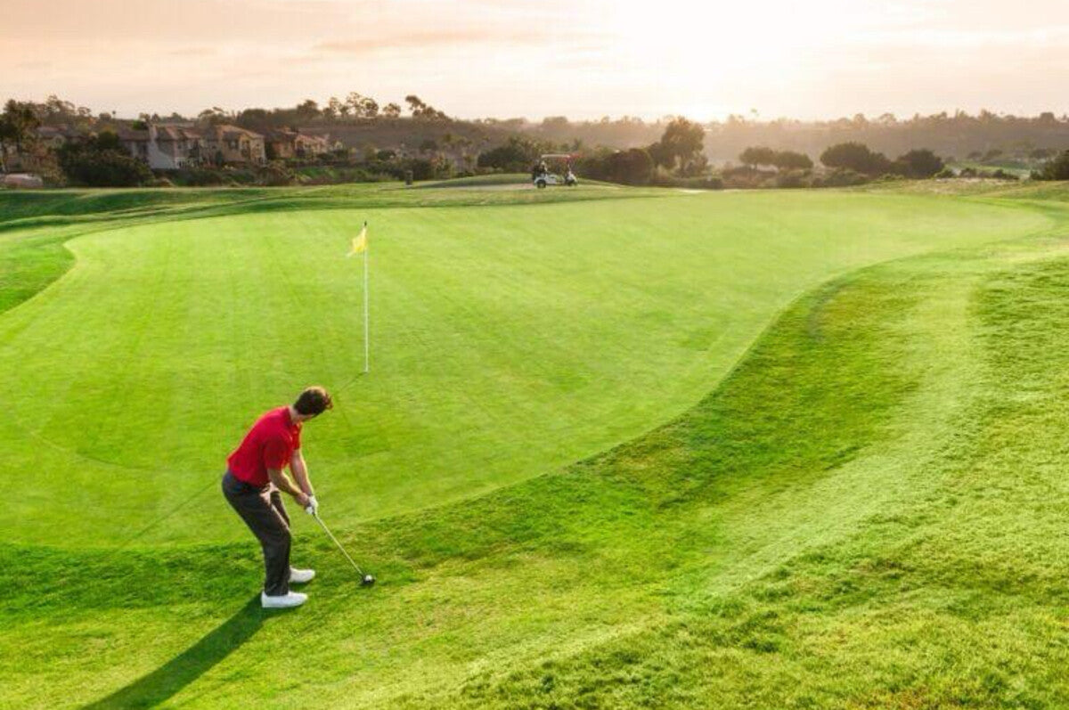 Golfer preparing a short shot from just off a putting green.